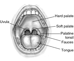 1stdiagram